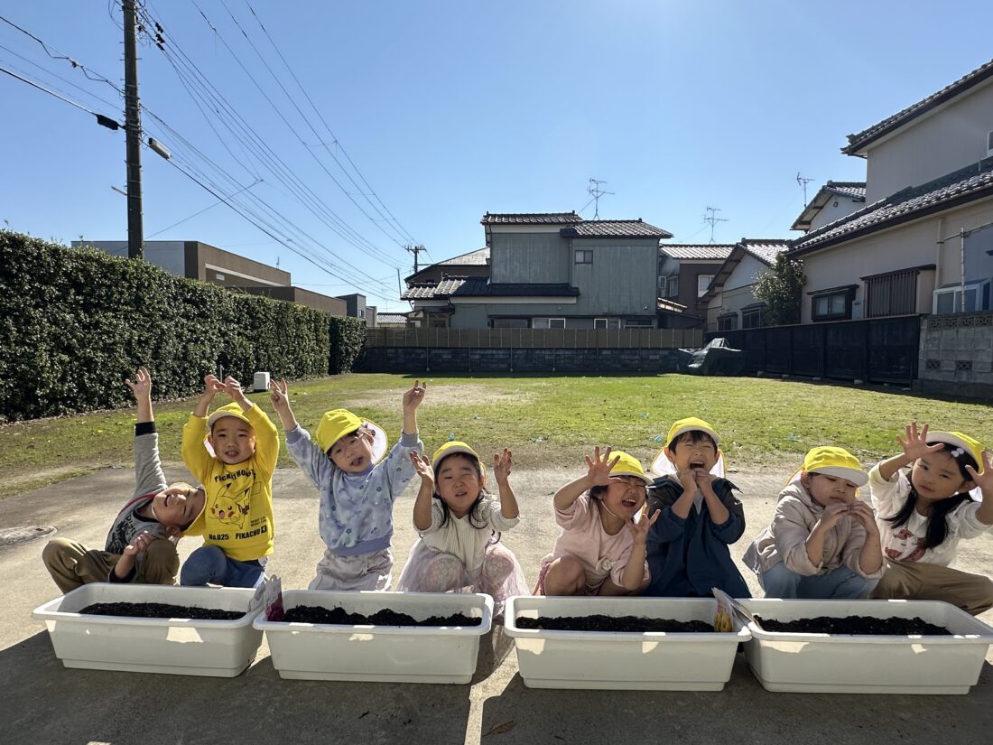 チューリップの球根を植えました！